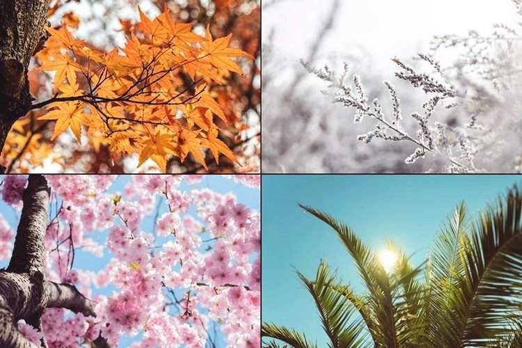 Grid of tree leaves in Autumn, Winter, Spring and Fall