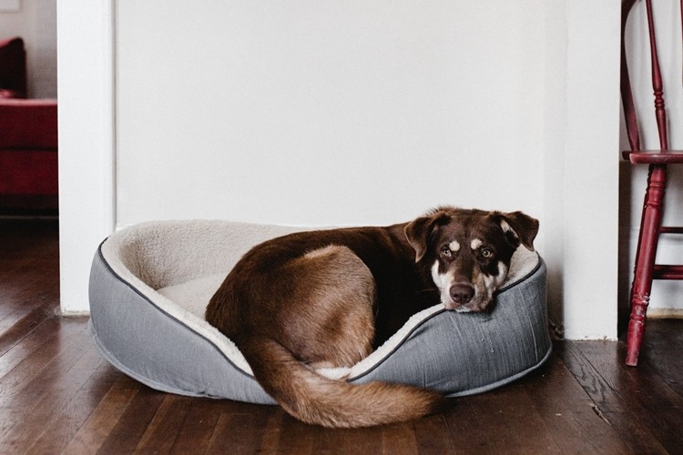 Large brown dog in dog bed on wooden floor