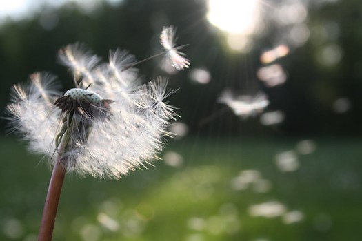 Dandelion in wind beside flying pollen