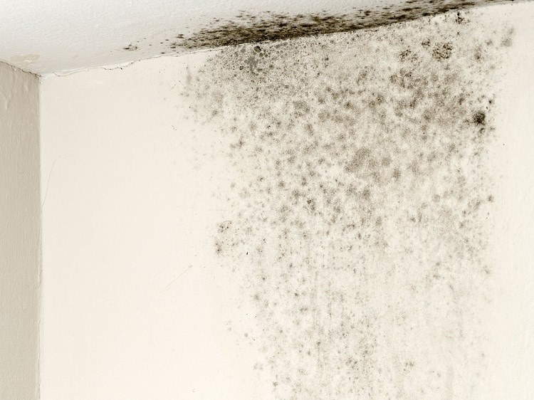 Black mold on white interior wall and ceiling of residential home