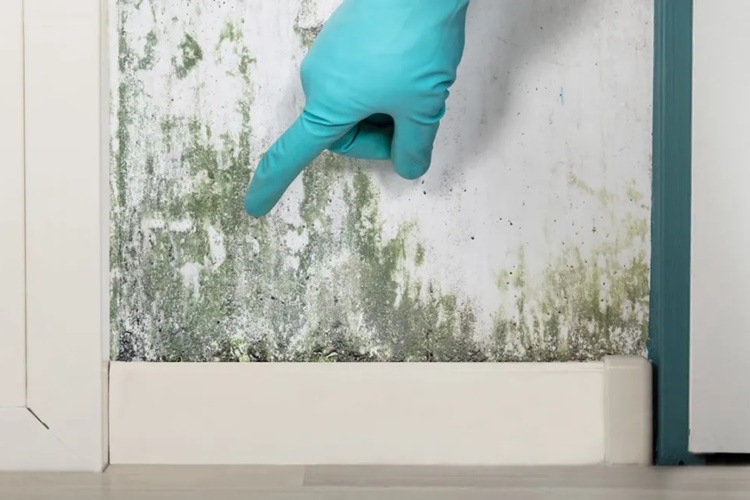 Hand in rubber cleaning glove pointing to moldy spot on white sheetrocked wall