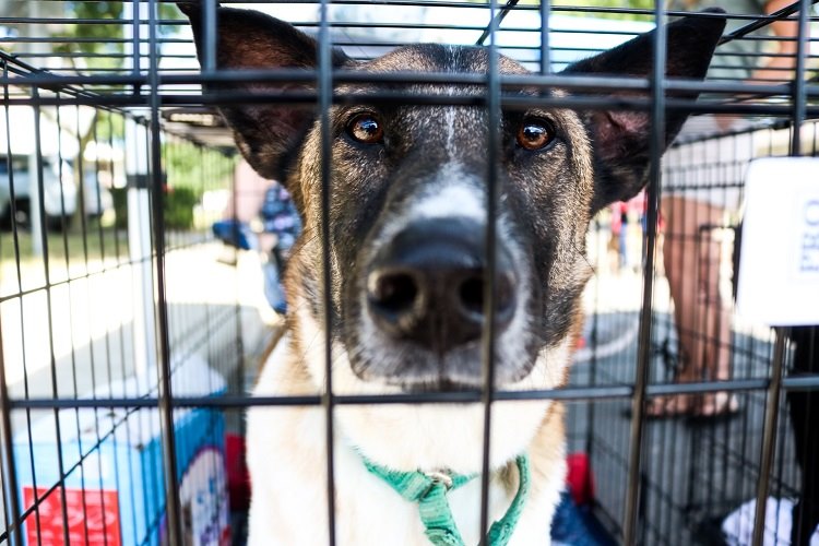 Large dog in outdoor crate facing camera