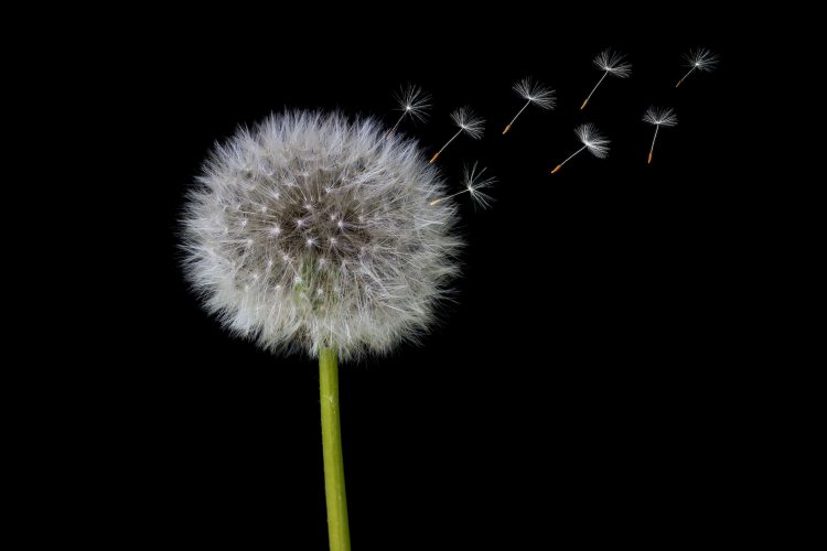 Seeds flying from dandelion plant